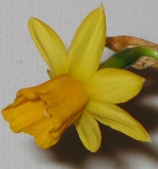 Yellow flower close-up